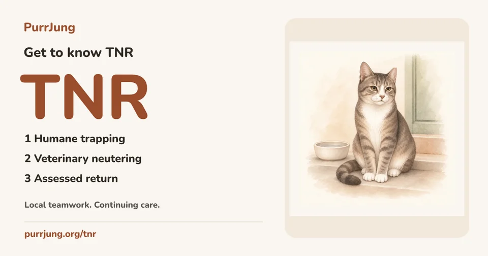 Get to know TNR